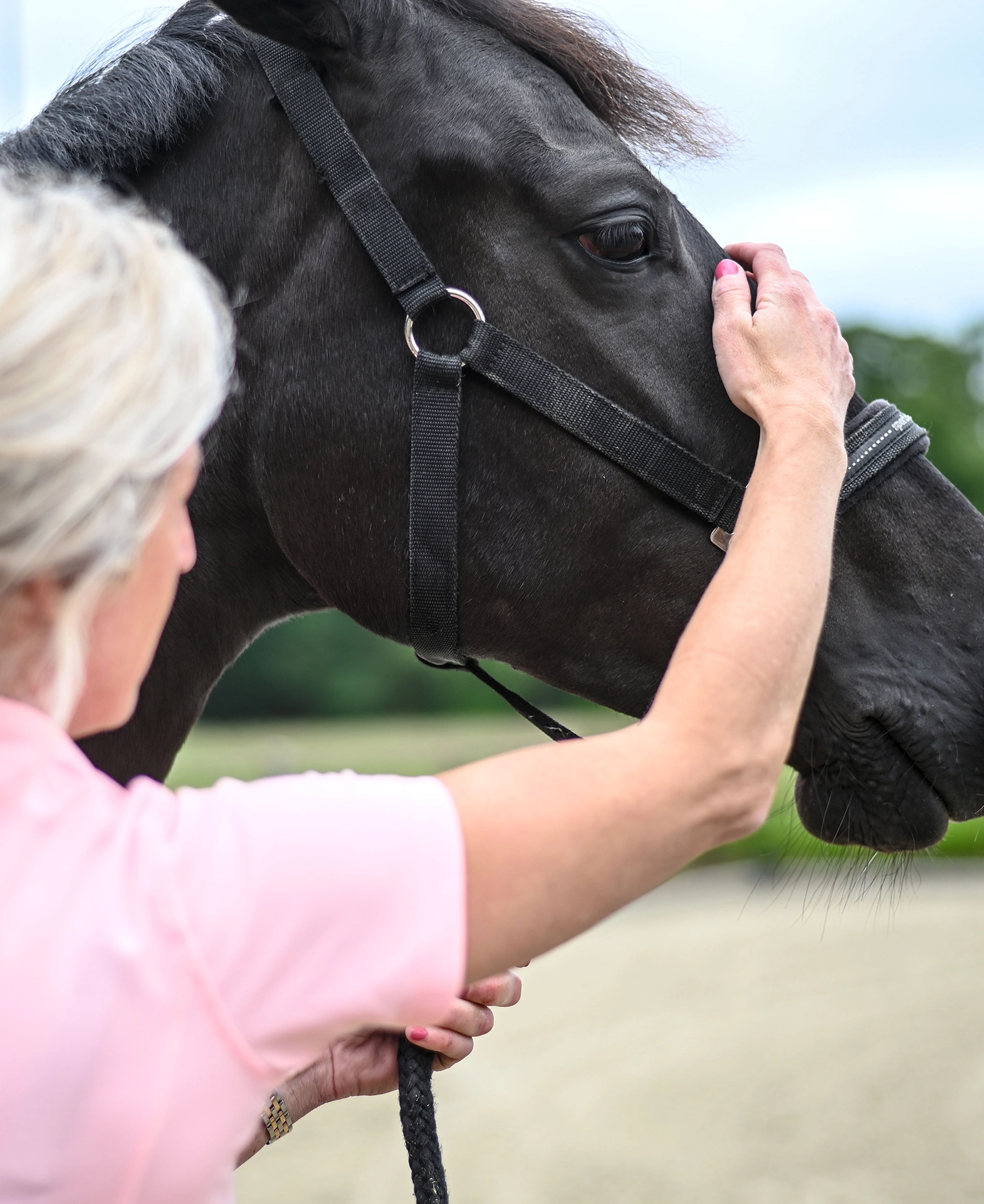 Overzicht van tarieven voor osteopathie en aanvullende behandelingen voor paarden door Sabrina Barmentloo. Sabrina Barmentloo onderzoekt het hoofd van een zwart paard tijdens een osteopathische behandeling, terwijl ze het paard rustig vasthoudt in een groene buitenomgeving.