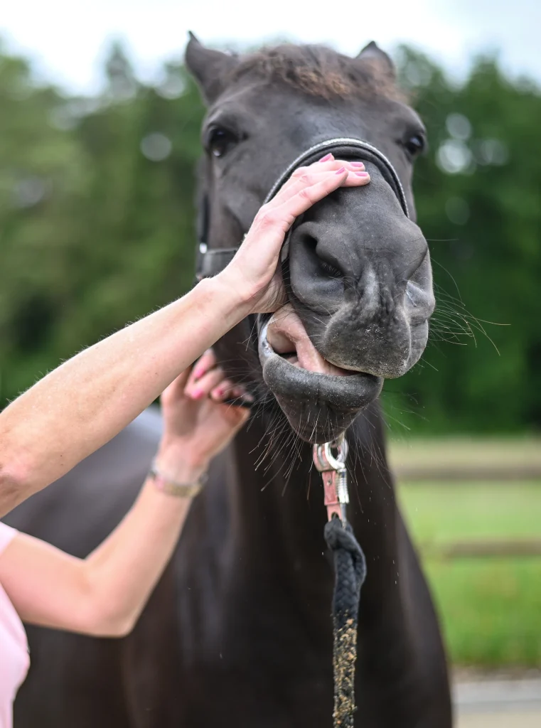 Sabrina Barmentloo van 'Osteopaat voor je Paard' voert een nauwkeurige controle uit op het hoofd van een zwart paard, gericht op het verbeteren van bloedcirculatie en spierconditie. Deze afbeelding illustreert de toepassing van sportmassage voor paarden, met als doel het voorkomen van blessures en het bevorderen van algeheel welzijn.